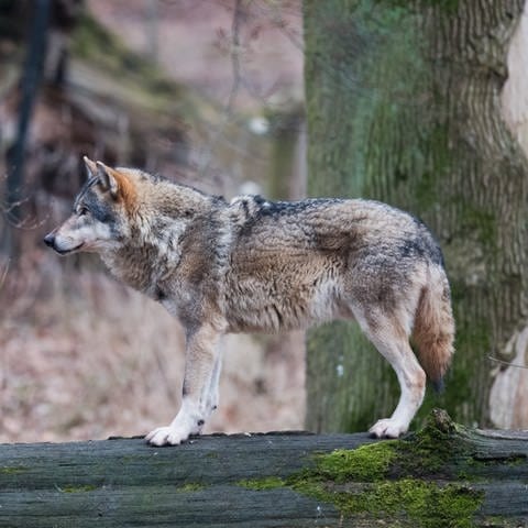 Ein Europäischer Wolf (Canis lupus lupus) steht in einem Gehege im Wisentgehege auf einem Baumstamm. Der Leitwolf des Rodewalder Rudels entzieht sich seit einem Jahr erfolgreich seinen Verfolgern. Weil er immer wieder Nutztiere gerissen hat, ist das Tier mit der offiziellen Kennung GW717m zum Problemwolf geworden.  (Foto: dpa Bildfunk, picture alliance/dpa | Julian Stratenschulte)