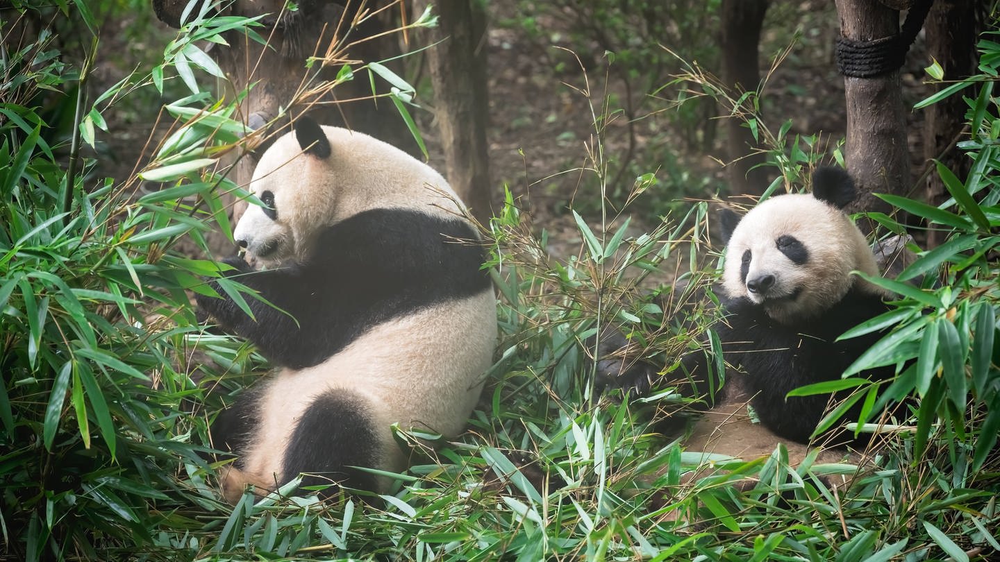 Große Pandas essen Bambus (Foto: IMAGO, IMAGO / Shotshop)