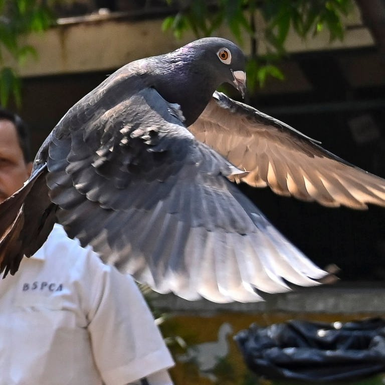 Eine Taube ist wegen eines Verdachts von chinesischer Spionage acht Monate lang in Indien festgehalten worden. Das Tier wurde demnach im vergangenen Mai eingefangen und auf seinen Flügeln Schriftzeichen entdeckt, von denen man vermutete, dass es sich um chinesische handelte.  (Foto: dpa Bildfunk, picture alliance/dpa/Hindustan Times/AP | Anshuman Poyrekar)