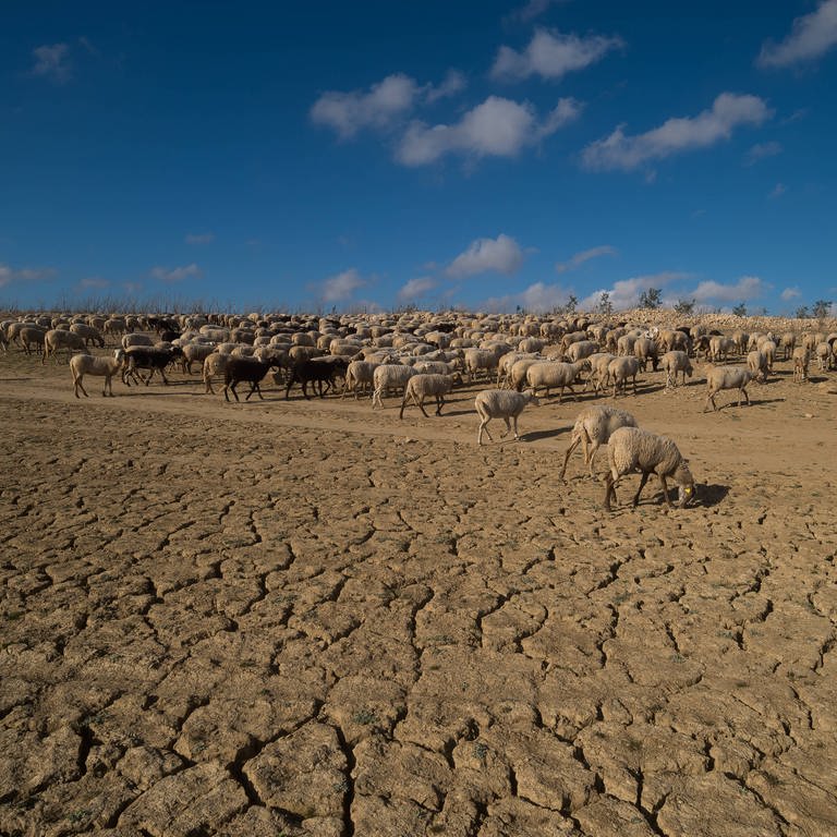 Schafe auf einer komplett trockenen Ebene: Im Süden von Spanien herrscht Anfang 2024 eine extreme Dürre.  (Foto: IMAGO, IMAGO / SOPA Images)