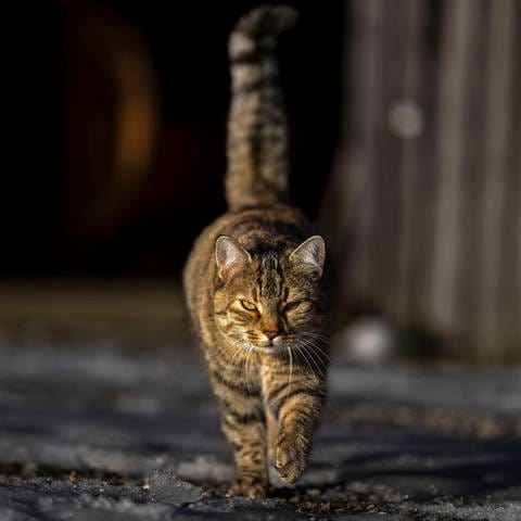 SYMBOLBILD: Hauskatze streift skeptischen Blickes durch den Hof. (Foto: IMAGO, IMAGO / MiS)