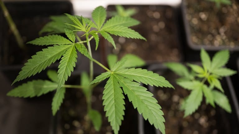 Nutzhanf-Pflanzen: Der Bundestag hat über die Teil-Legalisierung von Cannabis gesprochen