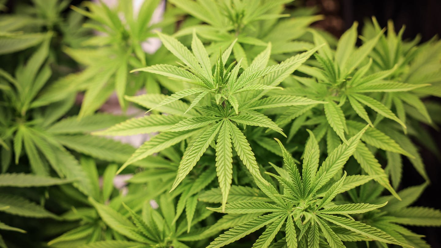 Cannabispflanzen - Eigentlich soll Cannabis ab April legal werden. Aber: Einige Politiker haben was dagegen. Das Gesetz könnte auf Oktober verschiben werden (Foto: dpa Bildfunk, picture alliance/dpa | Christian Charisius)