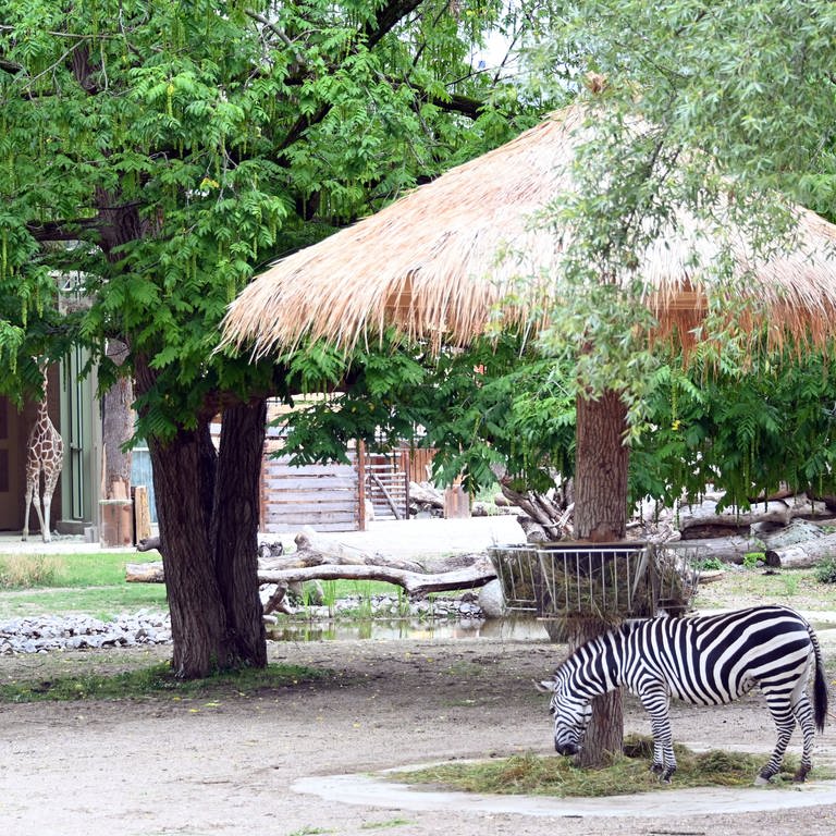 Eine verstorbene Person hat dem Zoo Karlsruhe mehr als eine Million Euro geschenkt. Die Kohle ist schon verplant. (Foto: dpa Bildfunk, picture alliance/dpa | Uli Deck)