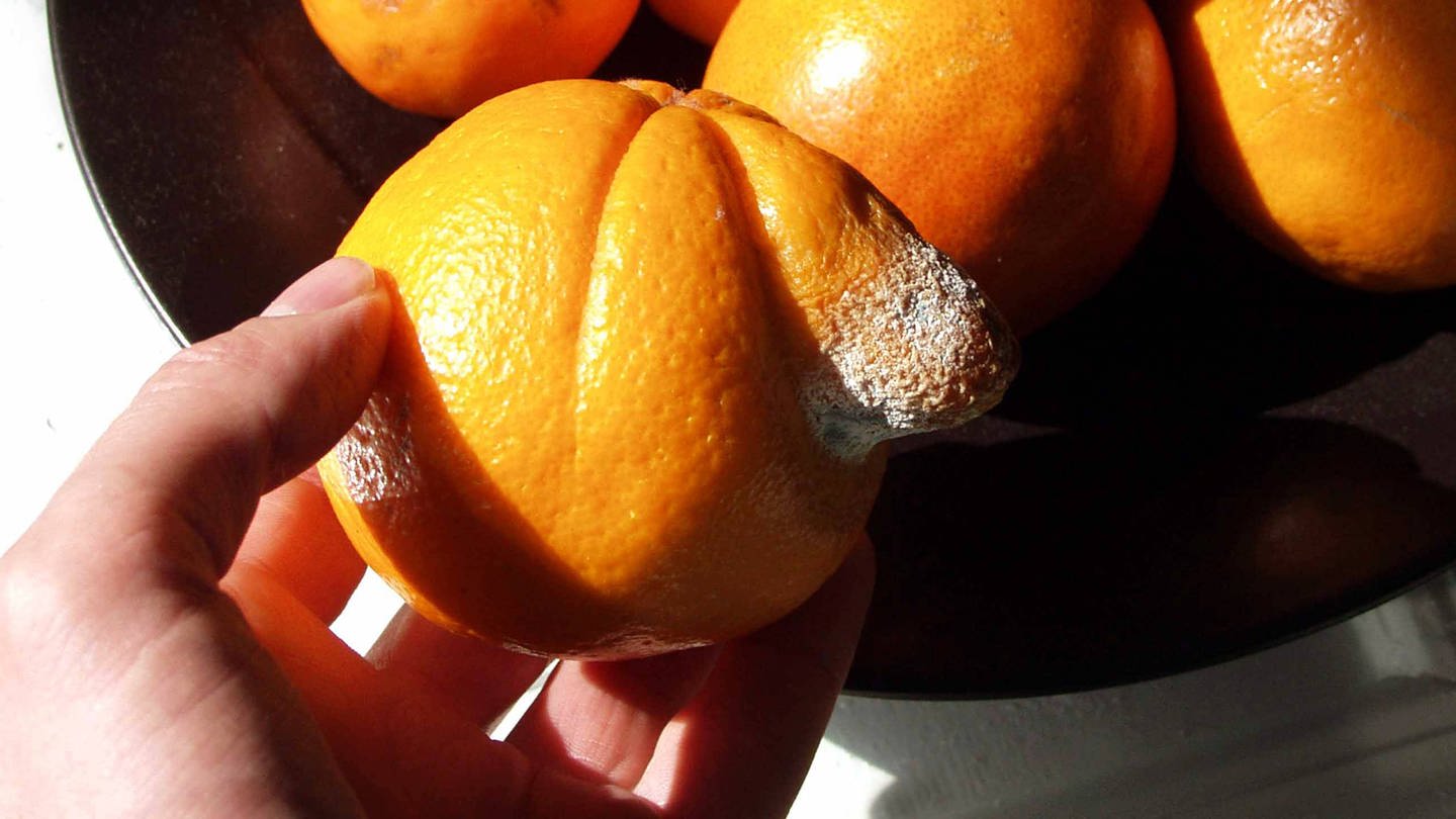 Forscher aus dem Saarland haben ein Gerät entwickelt, das gammelige Orangen erkennen kann. Das und mehr könnte bald auch mit dem Smartphone funktionieren. (Foto: IMAGO, IMAGO / eyevisto)