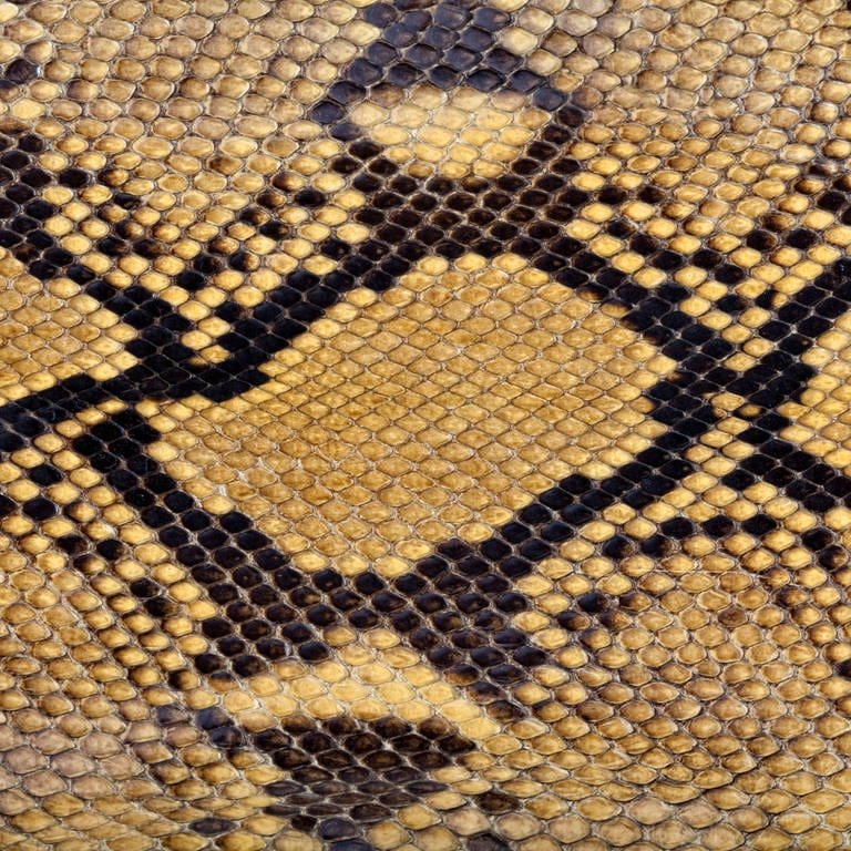 Schlangenhaut (Foto: IMAGO, IMAGO / Zoonar)