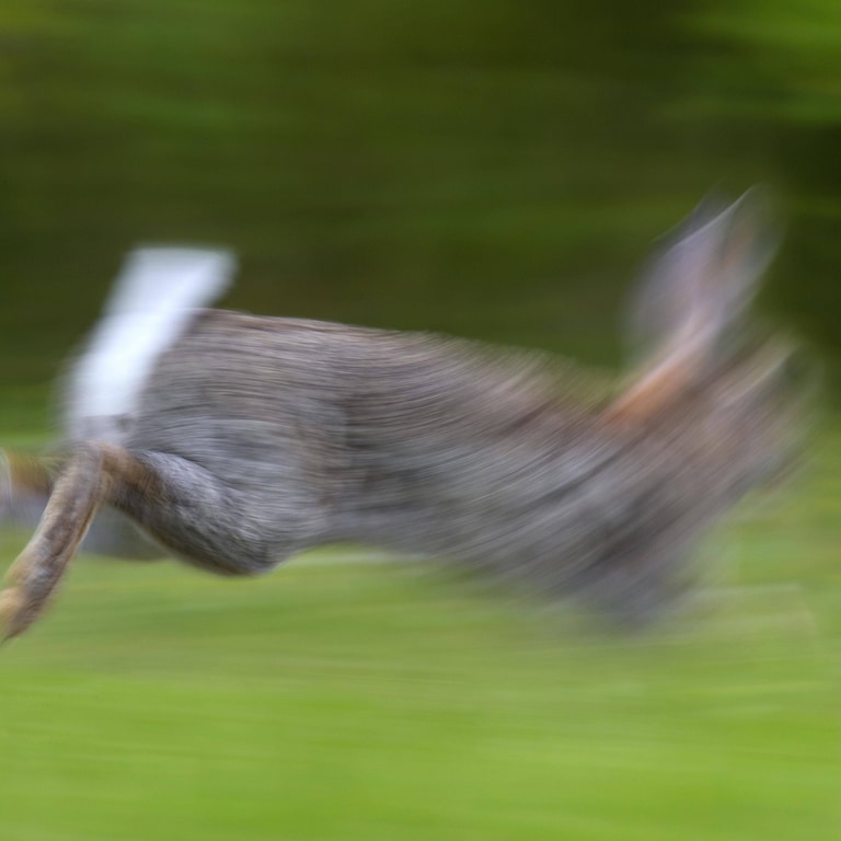 Ein verschwommenes Wildkaninchen (Oryctolagus cuniculus), gewöhnliches Kaninchen, das im Feld läuft (Foto: IMAGO, IMAGO / imagebroker)