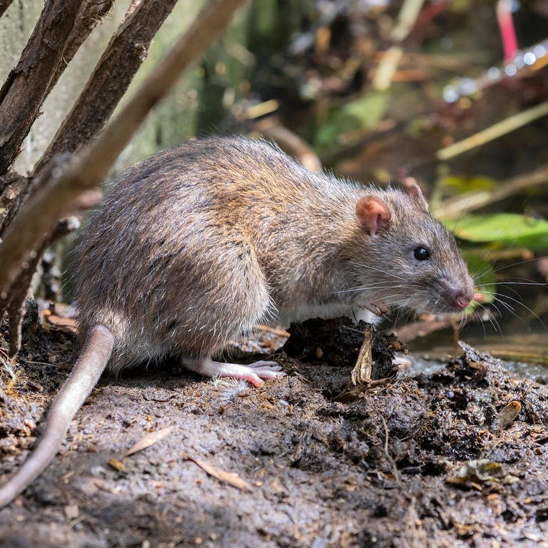 Ein Foto von einer Ratte  (Foto: IMAGO, IMAGO / CHROMORANGE)