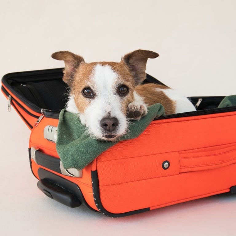 Hund in einem Koffer - Symbolbild. (Foto: IMAGO, IMAGO / Pond5 Images)