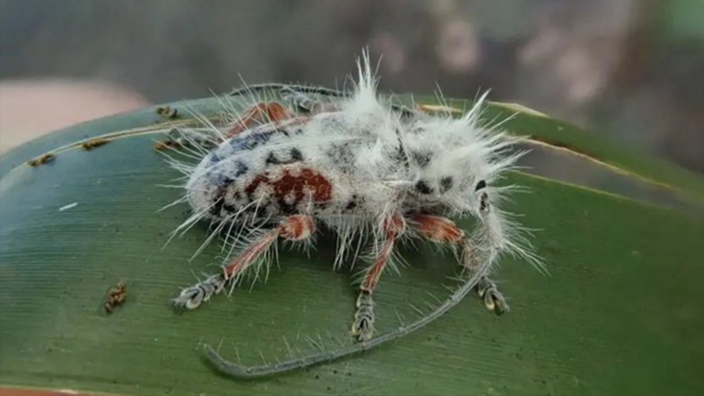 Ein neuer Käfer wurde in Australien entdeckt. (Foto: James Tweed / Australian Journal of Taxonomy)