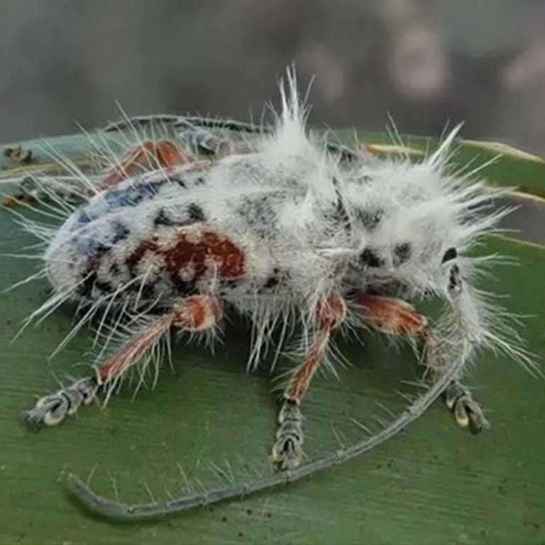 Ein neuer Käfer wurde in Australien entdeckt. (Foto: James Tweed / Australian Journal of Taxonomy )