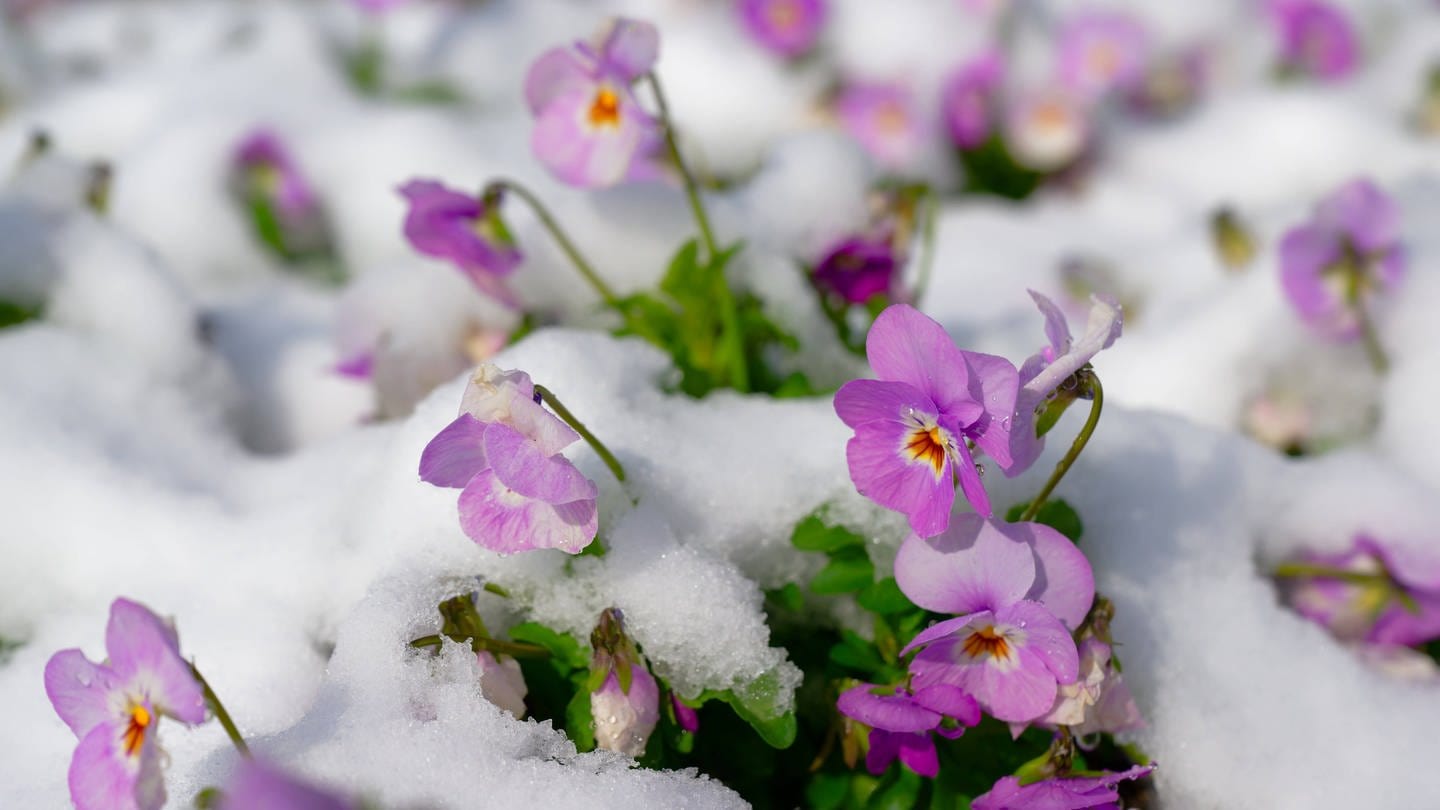 Winter-Einbruch in Bayern. Die blühenden Hornveilchen trotzen der Schneelast. (Foto: IMAGO, IMAGO / Rolf Poss)
