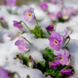 Winter-Einbruch in Bayern. Die blühenden Hornveilchen trotzen der Schneelast.  (Foto: IMAGO, IMAGO / Rolf Poss)