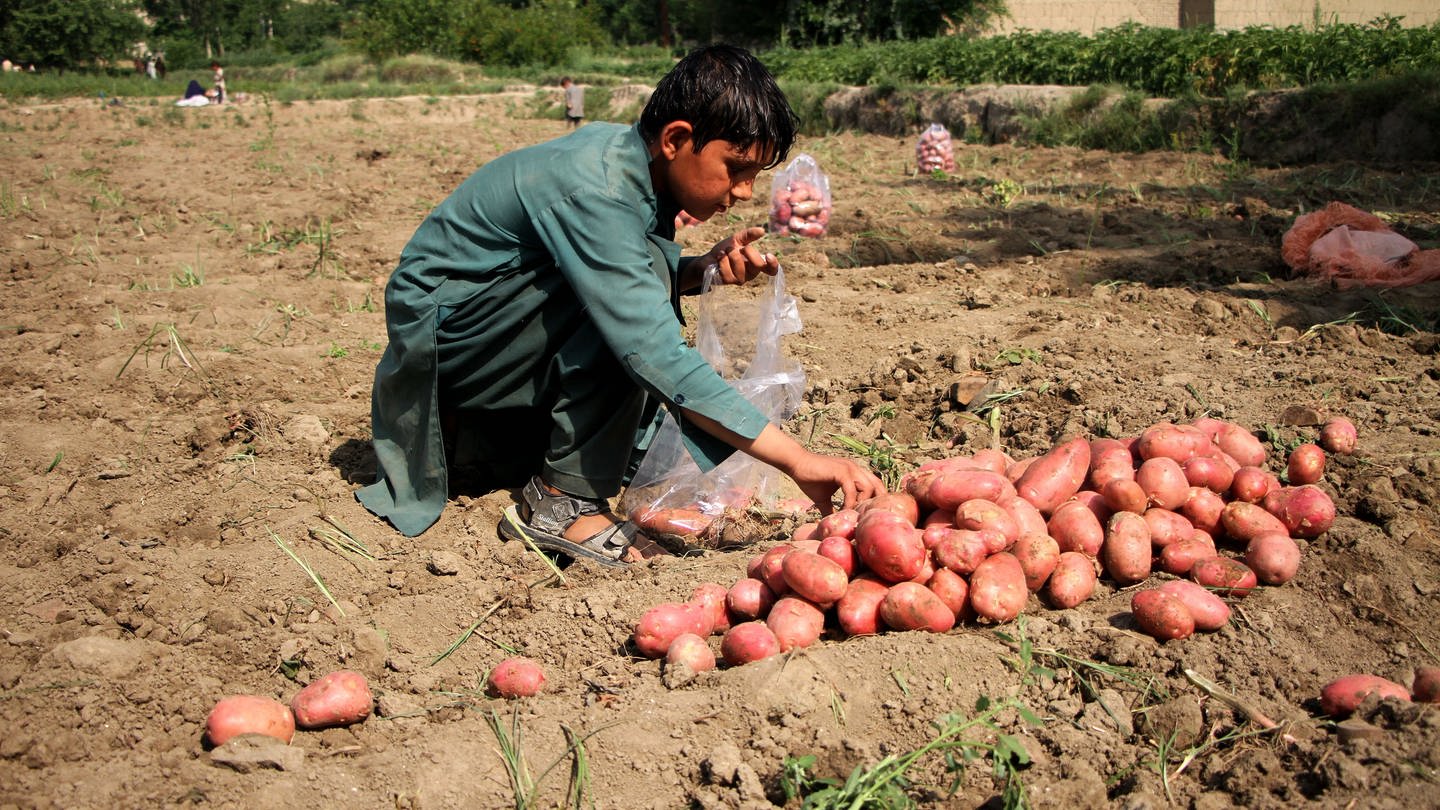 Ein Kind erntet Kartoffeln auf einem Feld in der Provinz Nangarhar. Eine ausreichende Mehrheit der EU-Staaten unterstützt ein europäisches Lieferkettengesetz zum Schutz der Menschenrechte. (Foto: dpa Bildfunk, picture alliance/dpa/Xinhua | Saifurahman Safi)