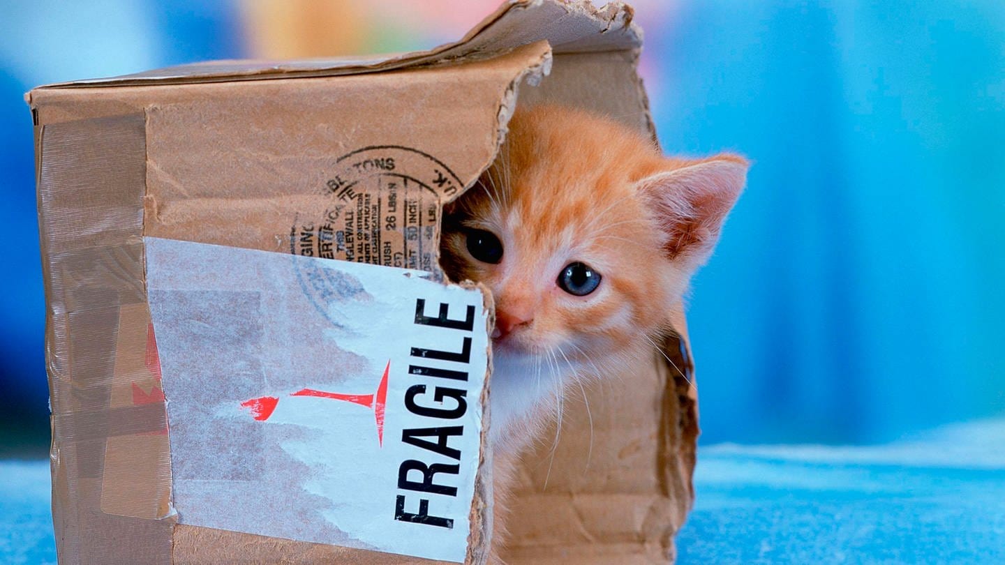 Baby-Katze im Karton. (Foto: IMAGO, IMAGO / imagebroker)