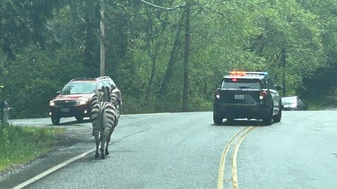 Vier Zebras sind in den USA ausgebüchst und machen teilweise Autobahnen unsicher.