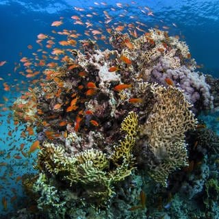 Symbolbild zu "Griechenland verbietet zerstörerische Fischerei-Methode" - Fische und Korallen am Great Barrier Reef