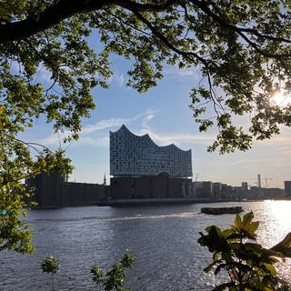 Die Elbphilharmonie in Hamburg zwischen Bäumen bei Sonnenschein.