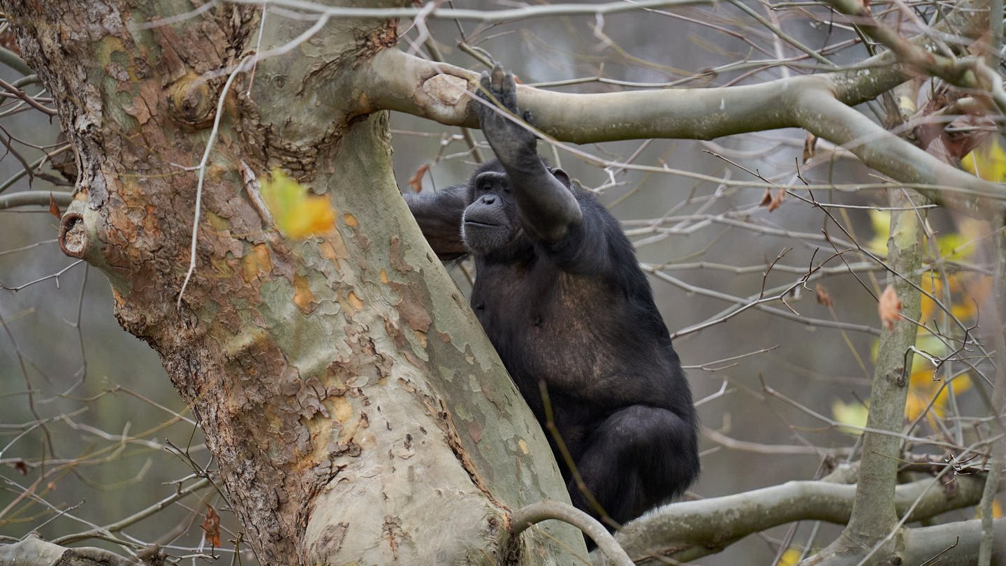 Ein Schimpanse klettert auf einem herbstlich kahlen Baum im Zoo Neuwied. (Foto: dpa Bildfunk, picture alliance/dpa | Thomas Frey)
