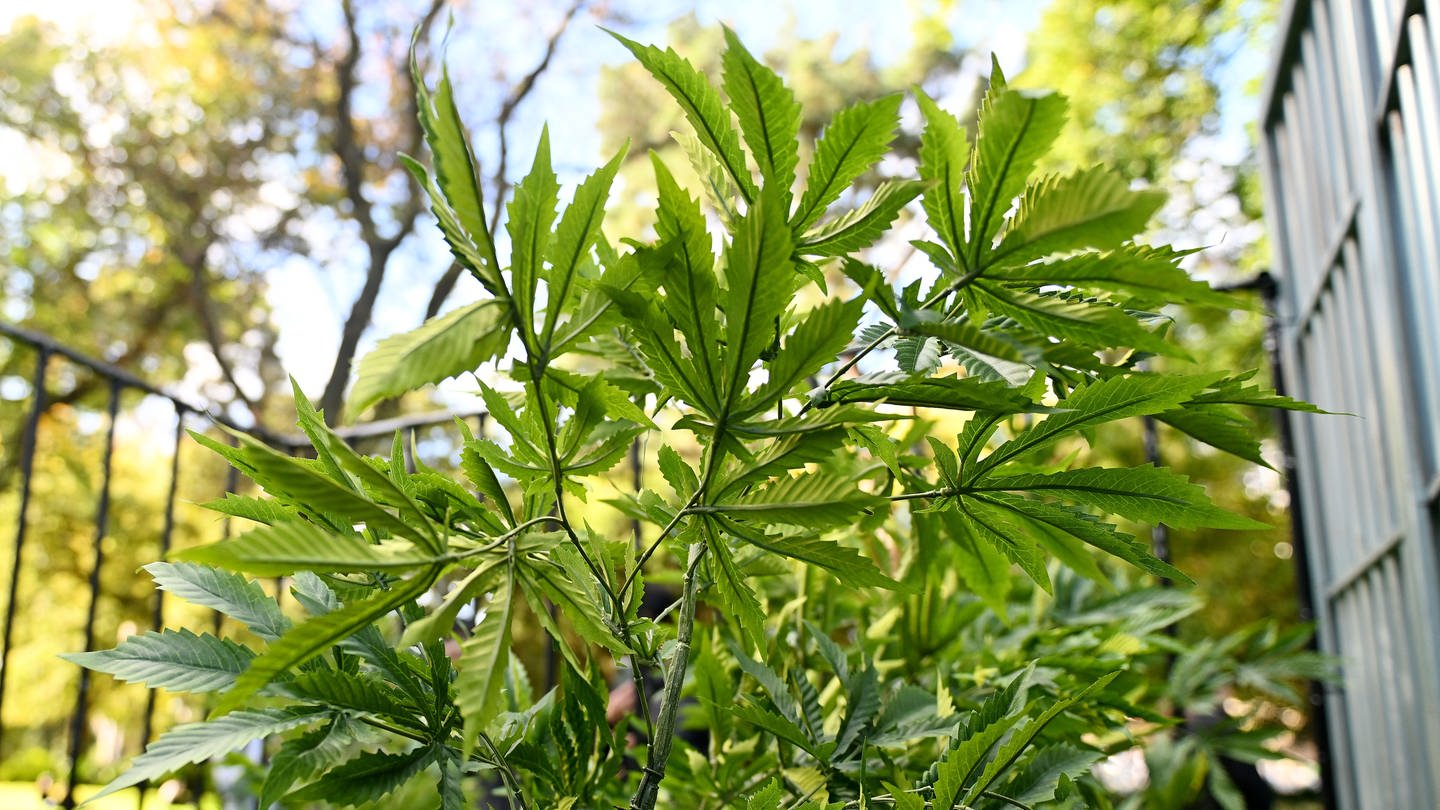 Eine Cannabis-Pflanze ist während der «420»-Veranstaltung anlässlich des Internationalen Tages des Cannabis in den Flagstaff Gardens zu sehen (Foto: picture-alliance / Reportdienste, picture alliance/dpa/AAP | Morgan Hancock)