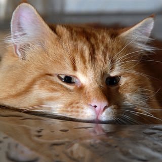 Eine rote Katze sitzt in einem Waschbecken aus Metall mit Wassertropfen. (Symbolbild)