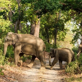 Drei Elefanten überqueren in Indien eine Straße.