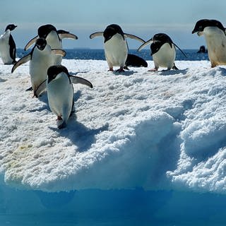 Adeliepinguine in der Antarktis