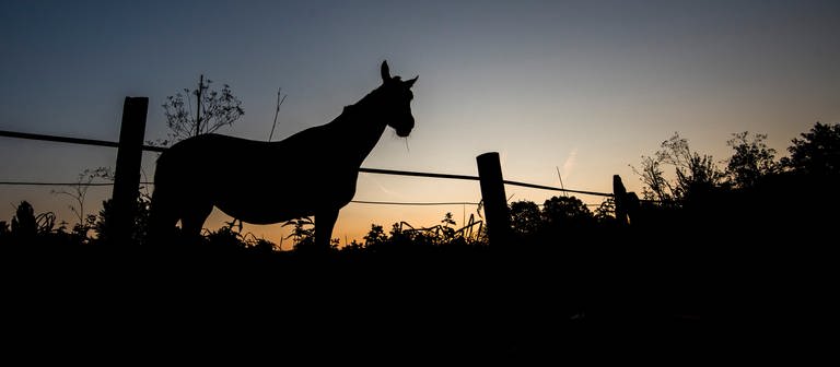 Ein Pferd grast kurz vor Sonnenaufgang auf einer Koppel (Foto: dpa Bildfunk, picture alliance/dpa | Julian Stratenschulte)