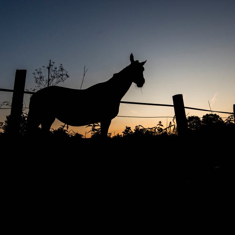 Ein Pferd grast kurz vor Sonnenaufgang auf einer Koppel (Foto: dpa Bildfunk, picture alliance/dpa | Julian Stratenschulte)