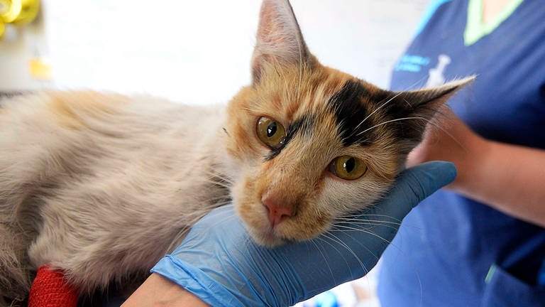Eine verletzte Katze wird in einem Tierarztzentrum behandelt (Symbolbild). (Foto: dpa Bildfunk, picture alliance/dpa/Agencia Uno | Pablo Ovalle Isasmendi)