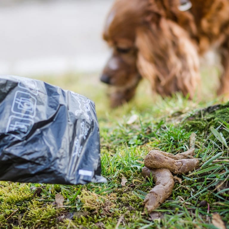 Ein Hundebesitzer sammelt das Häufchen seines Hundes auf. In Südtirol müssen Hundebesitzer seit Anfang des Jahres eine DNA-Probe ihres Hundes abgeben.